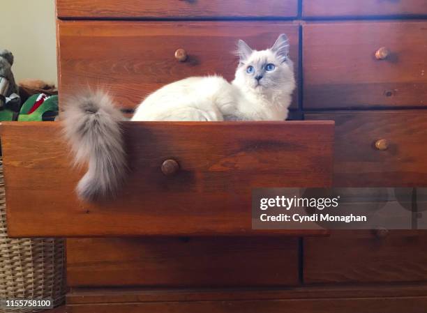white ragdoll kitten in a dresser drawer - chest animal stock pictures, royalty-free photos & images