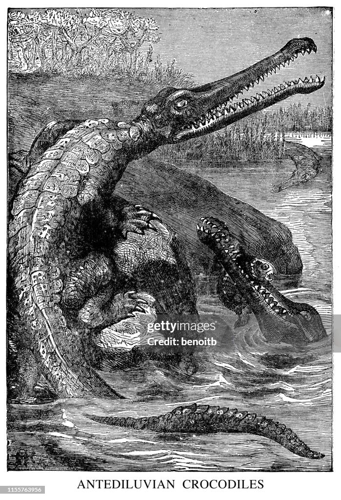Antediluvian Shell Antediluvian Crocodiles High-Res Vector Graphic - Getty Images