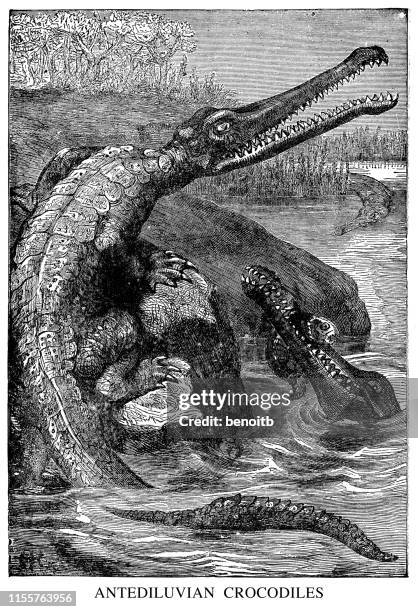antediluvian crocodiles - crocodile stock illustrations