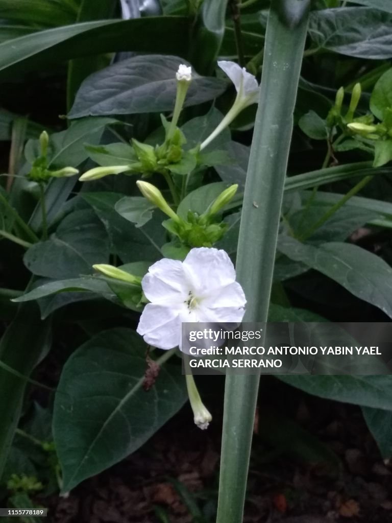 White flower