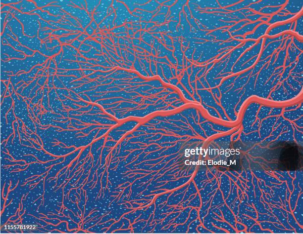 red coral / corail rouge - red sea stock illustrations