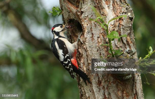 a stunning male great spotted woodpecker, dendrocopos major, perching on the edge of its nesting hole in a willow tree with a beak full of insect, which it is going to feed to its babies. - hollow stockfoto's en -beelden