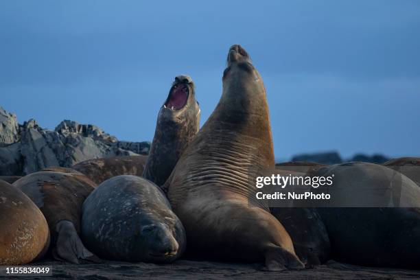 Two southern elephant seal fighting near the argentinan Carlini Base in 25 de Mayo Island, Antartica