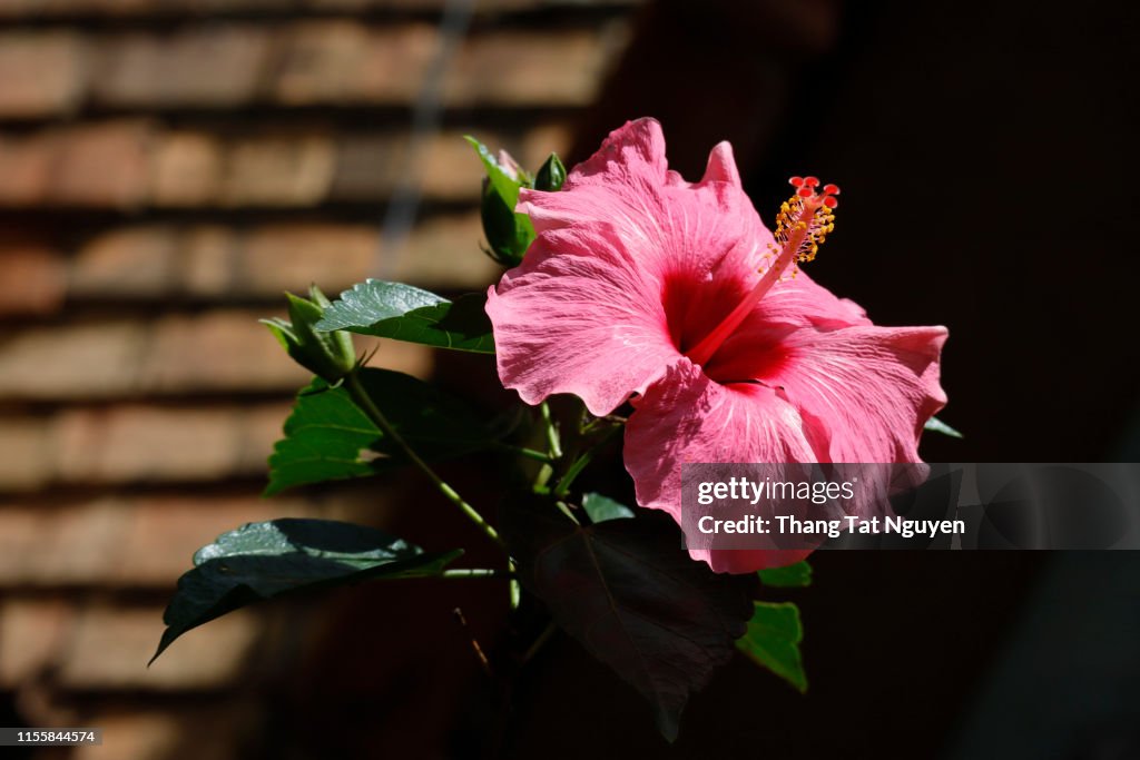 Hibicus blossoming in sunlight