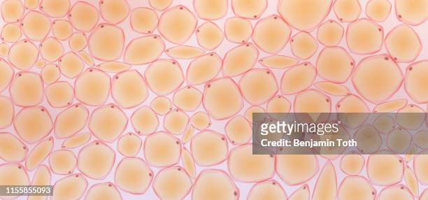 fat tissue - biological cell stock illustrations