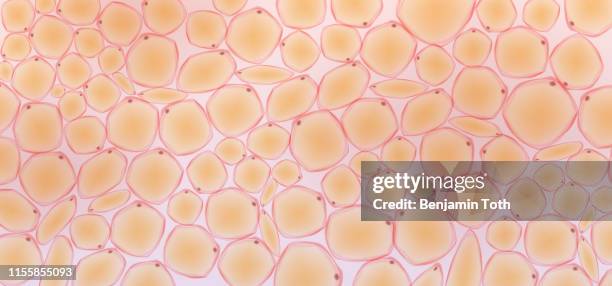 fat tissue - connective tissue stock illustrations