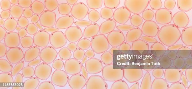 fat tissue - microscope stock illustrations