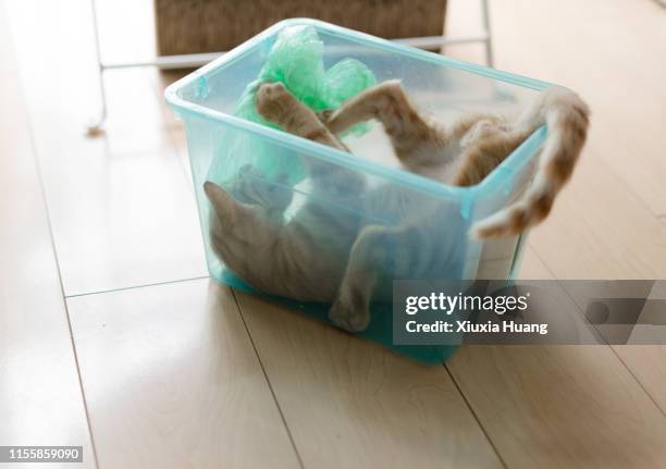 a tabby cat playing in trash garbage bin - cat box stockfoto's en -beelden