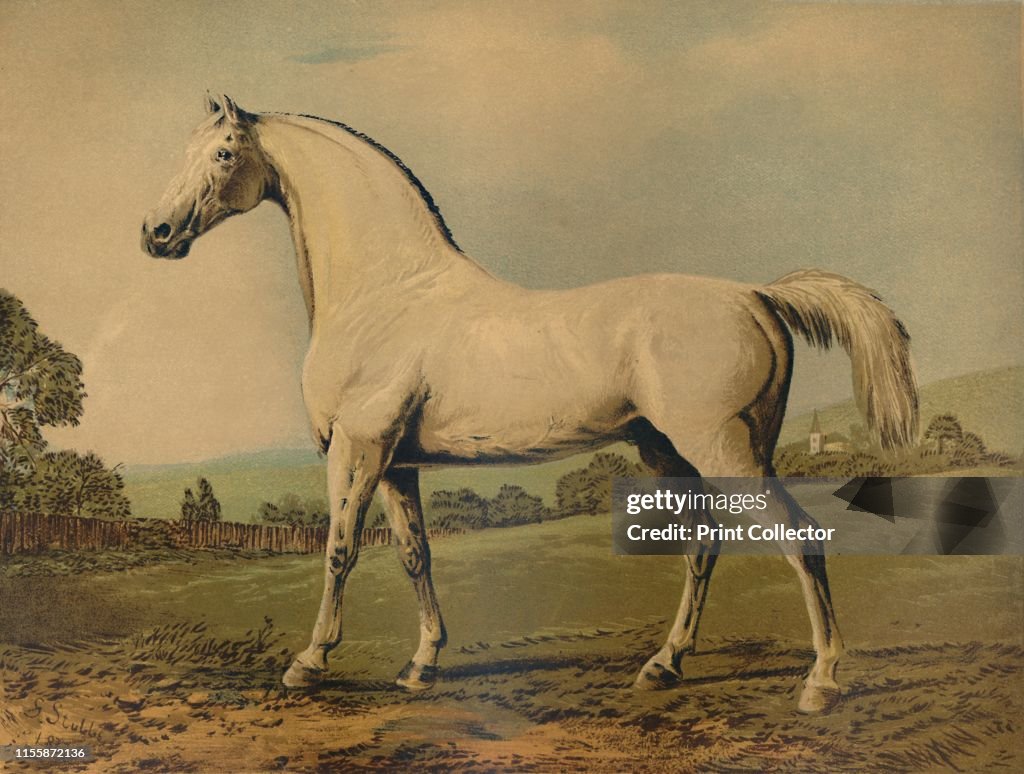 Mambrino Bred By Lord Grosvenor