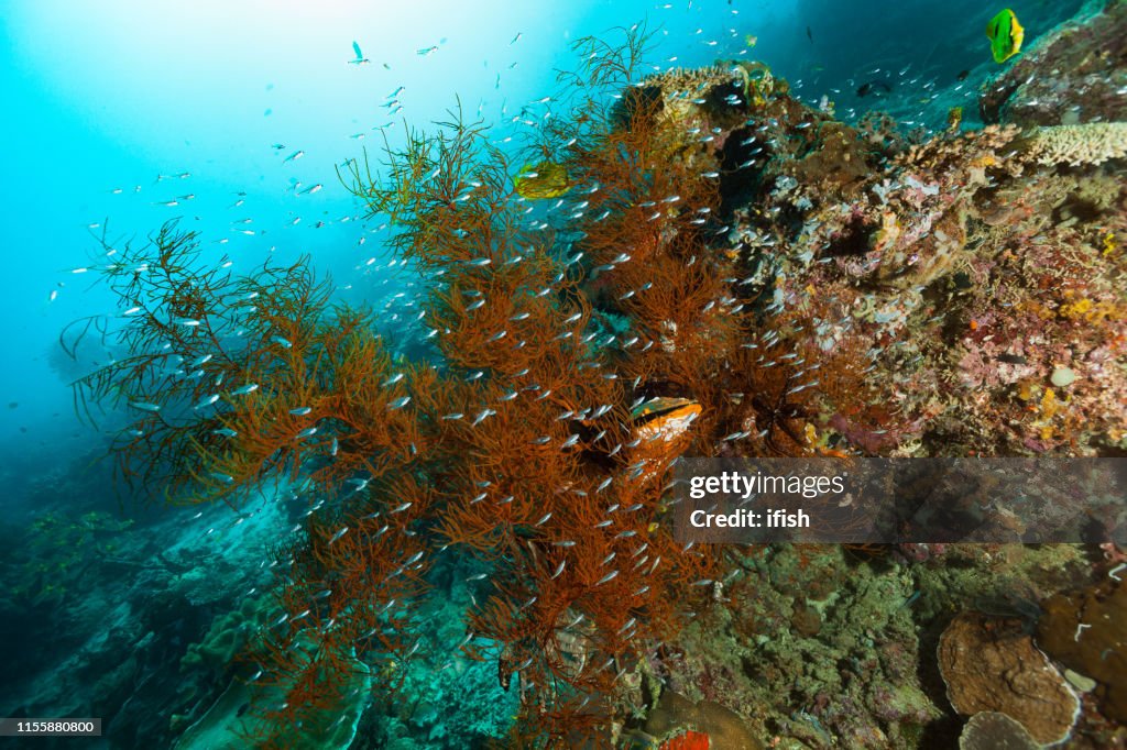 School of Redspot Cardinalfish Ostorhinchus parvulus in Black Coral, Raja Ampat, Indonesia