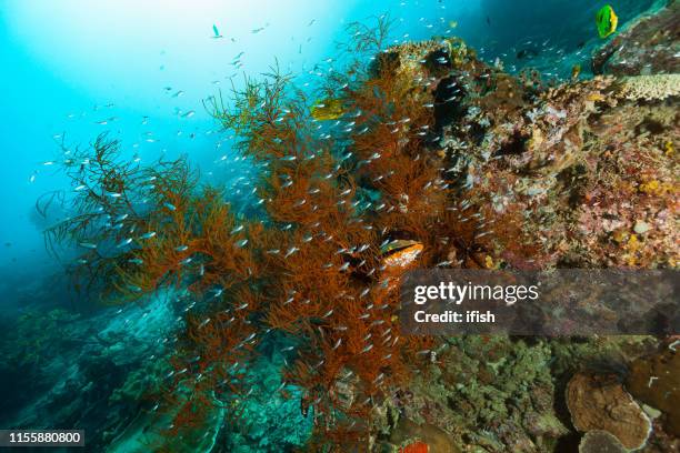 school of redspot cardinalfish ostorhinchus parvulus in black coral, raja ampat, indonesia - chaetodon bennetti stock pictures, royalty-free photos & images