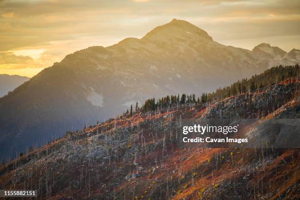 autumn colors illuminated by alpenglow on previously burnt mountain. - harrison wood stock pictures, royalty-free photos & images