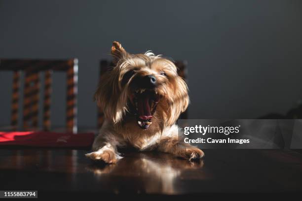 sassy dog says, "caption this!". - animal meme stock pictures, royalty-free photos & images