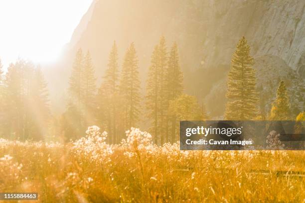 sunrise forest and tall grasses with granite wall background - timothy grass stock pictures, royalty-free photos & images