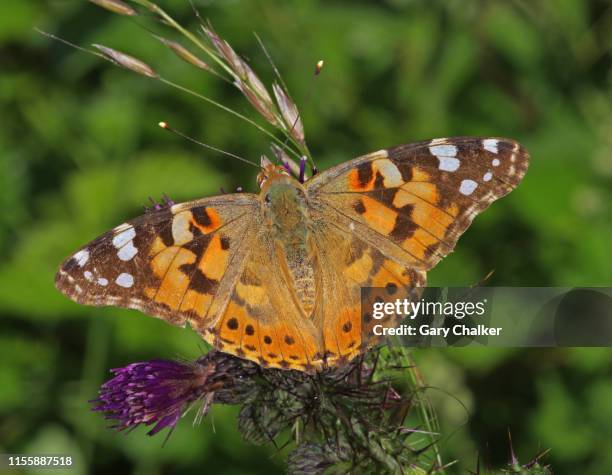 painted lady butterfly [vanessa cardui] - painted lady butterfly stock pictures, royalty-free photos & images