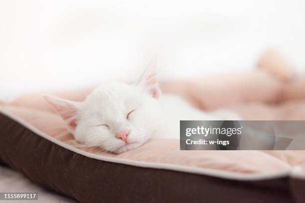 schattige witte jonge slapende kat - dierenmand stockfoto's en -beelden