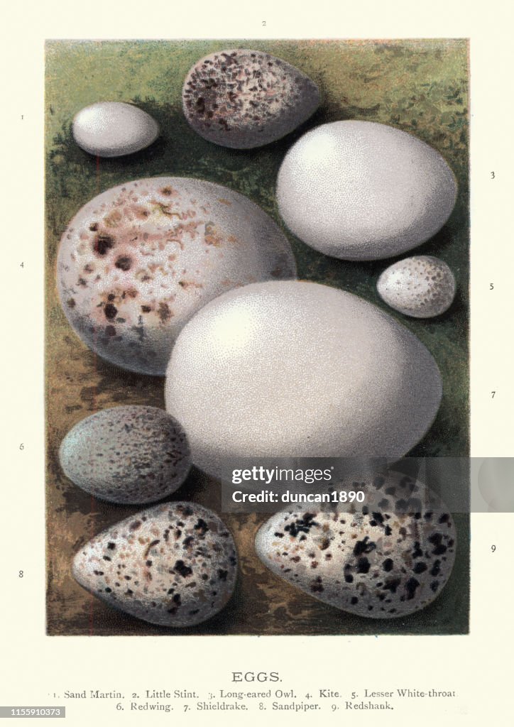 Birds eggs, Sand Martin, Little Stint, Long-eared owl, Kite