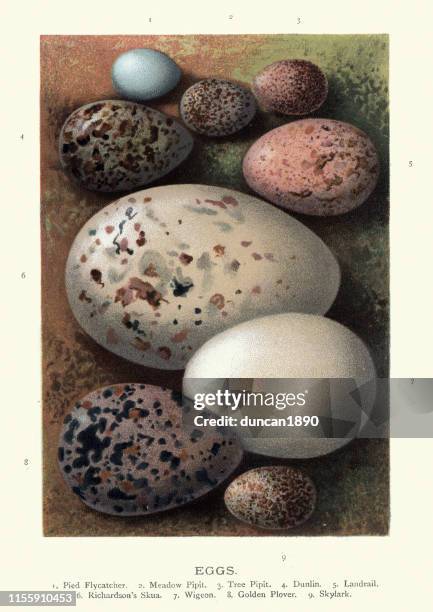 birds eggs, pied flycatcher, meadow pipit, tree pipit, dunlin, landrail, sku - golden plover stock illustrations