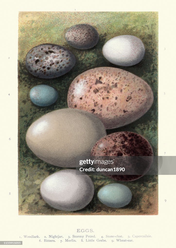 Birds eggs, Woodlark, Nightjar, Stormy Petrel, Stone chat, Capercailzie, Bitten