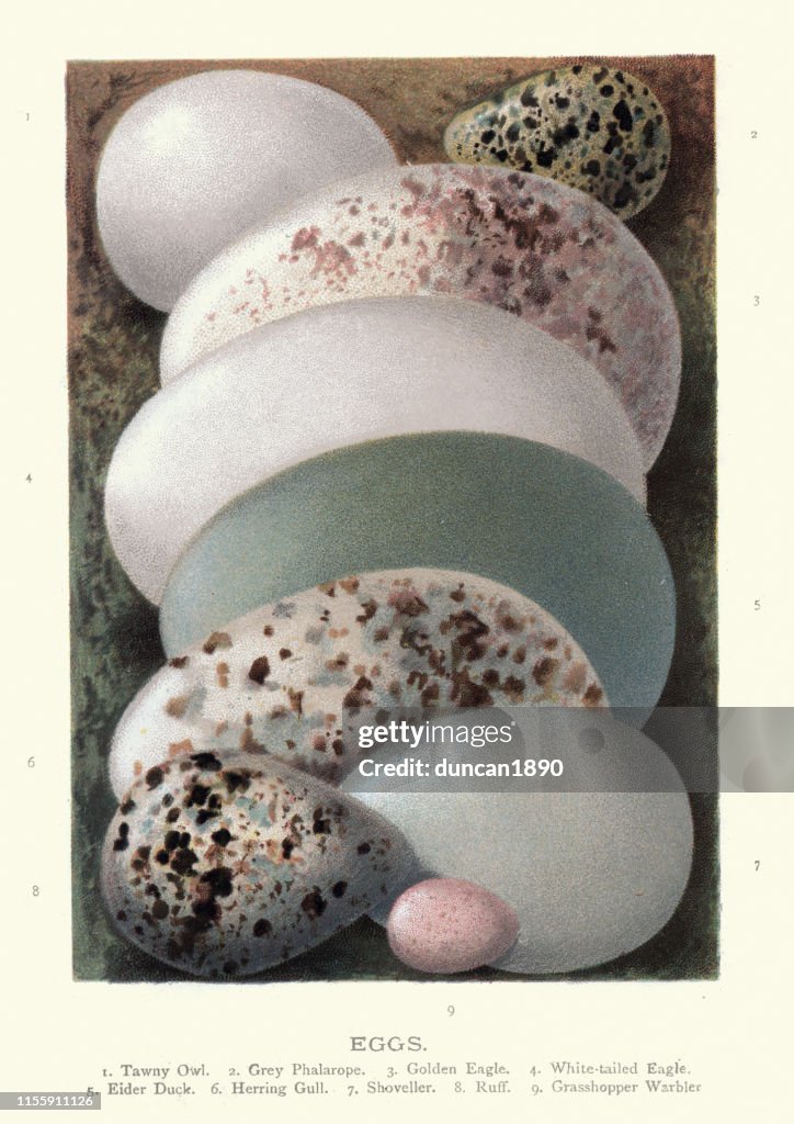 Birds eggs, Tawny owl, Grey Phalarope, Golden eagle, White-tailed eagle