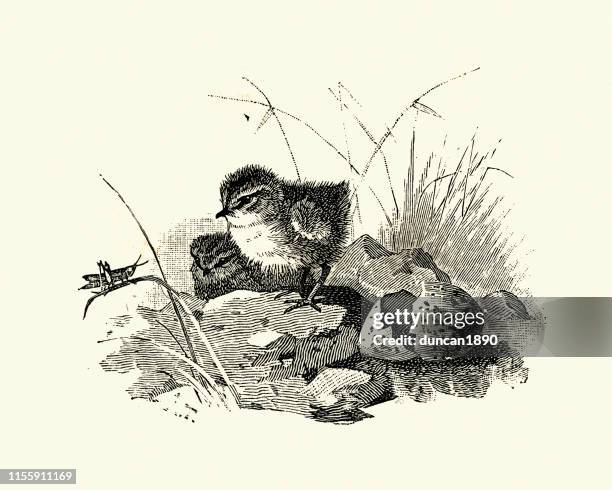 wildlife, chick, egg and grasshopper - grasshopper eggs stock illustrations