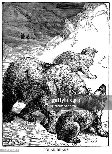 polar bears - cub snow stock illustrations