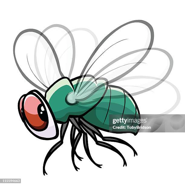 colorful fly drawing with white background - fly insect stock illustrations