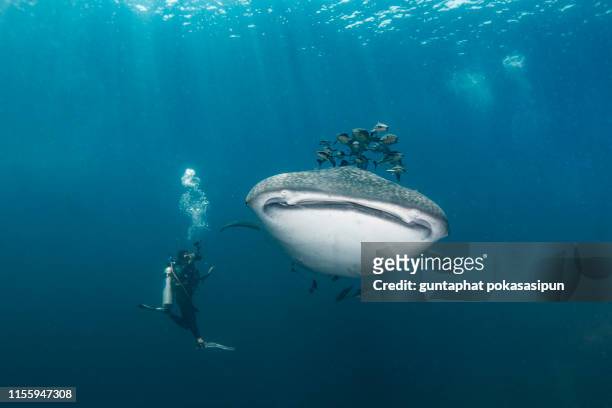 whale shark (rhincodon typus) swimming next to diver in front view. - walvishaai stockfoto's en -beelden