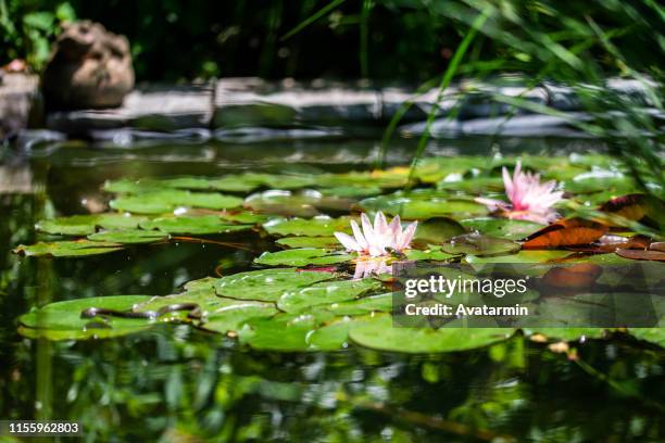 ringsnake - water plant stock pictures, royalty-free photos & images