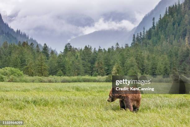 grizzly bear in a meadow in canada's great bear rainforest - great bear rainforest stock pictures, royalty-free photos & images