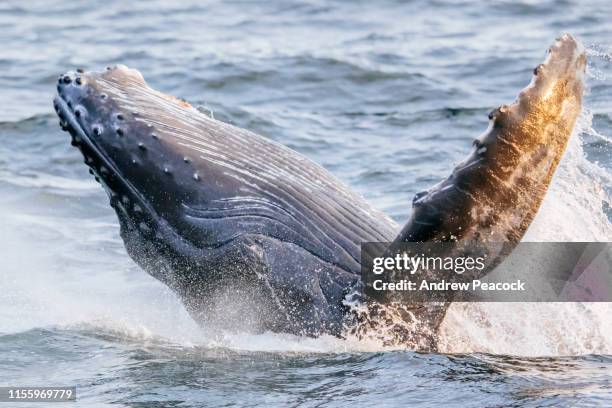 humpback whale calf breaching - whale breaching stock pictures, royalty-free photos & images