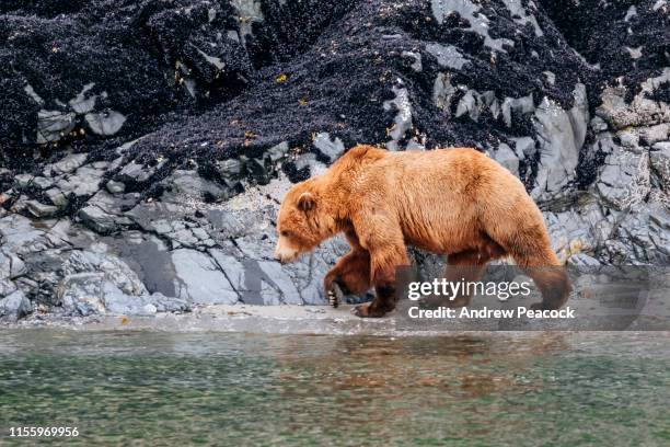 küstenbraunbär (ursus arctos) - glacier bay national park stock-fotos und bilder