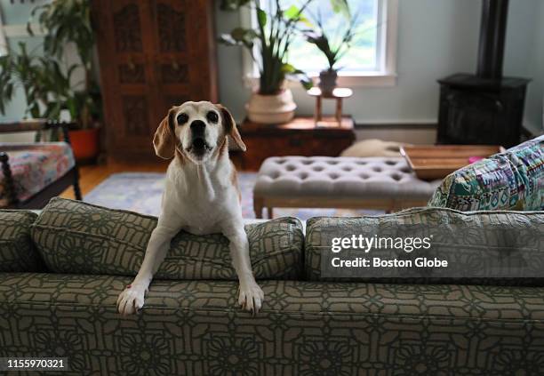Dog named Tildy sits on the couch of owner Lizzy Flanagan in Worcester, MA on July 12, 2019. Tildy was a rescue dog with issues, and Flanagan, a real...