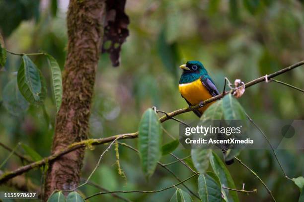 kousenband trogon in costa rica - osa peninsula stockfoto's en -beelden