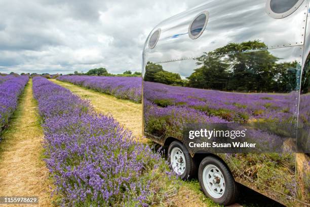 lavender reflections - chrome stock pictures, royalty-free photos & images