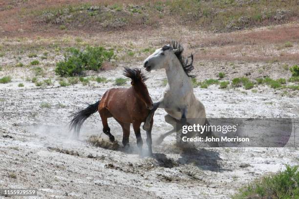 fighting wild horses of sand wash basin in colorado - stallion stock pictures, royalty-free photos & images