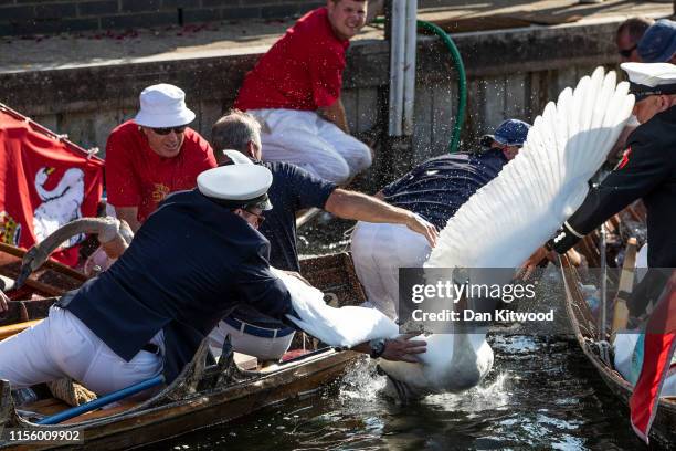 Swans and cygnets are rounded up ready to be tagged and weighed on the second day of the annual Swan Upping census on July 16, 2019 on the River...