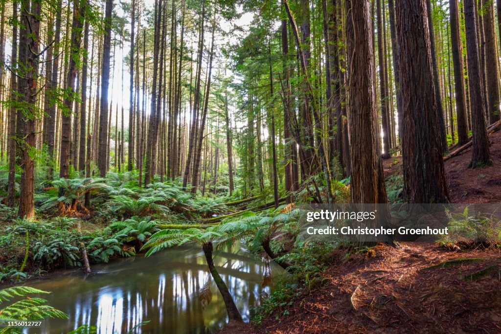 Trees Otway Ranges Otway Ranges Redwood Forest High-Res Stock Photo - Getty Images