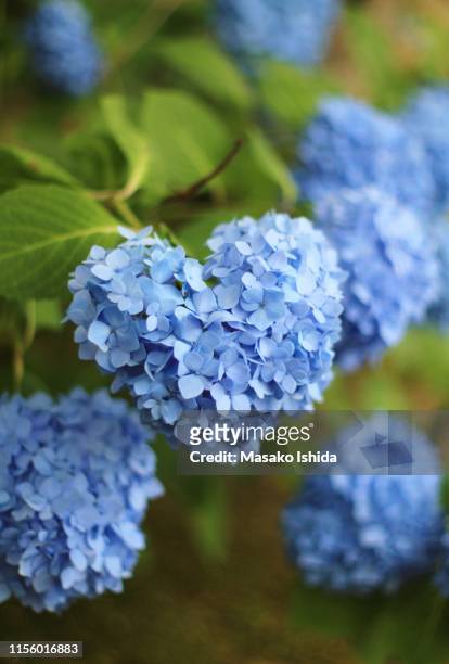 heart shaped hydrangea - blue - heart shape in nature stock pictures, royalty-free photos & images