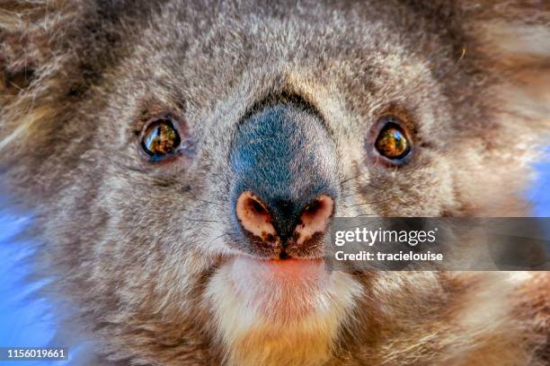 coala (phascolarctos cinereus) - koala - fotografias e filmes do acervo