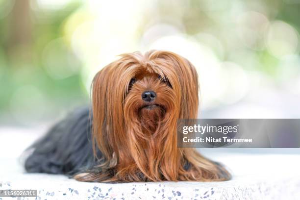 yorkshire terrier puppy sitting on marble stone table - yorkshire terrier - fotografias e filmes do acervo