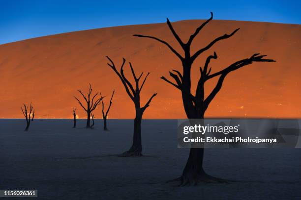 old camel thorn tree stands alone in the deadvlei clay pan in the namib-naukluft national park of namibia - walvis bay foto e immagini stock