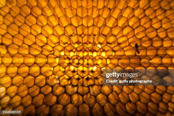 honeycomb macro photo - favo de mel imagens e fotografias de stock