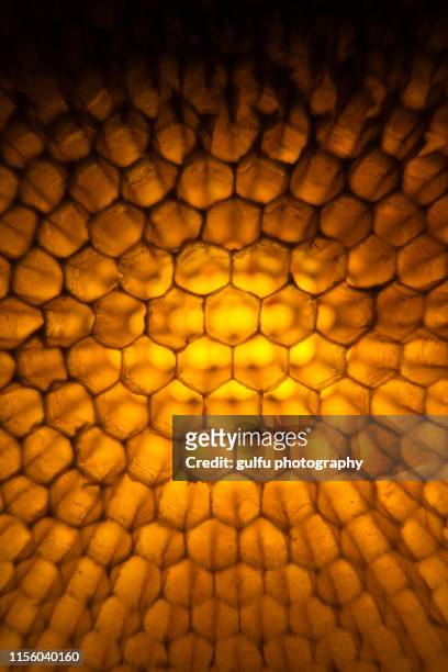 honeycomb macro photo - honeycomb pattern stock pictures, royalty-free photos & images