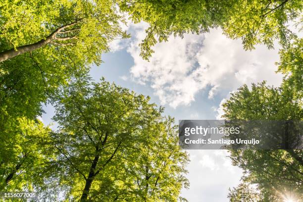 low angle view of beech forest in springtime - laubbaum stock-fotos und bilder