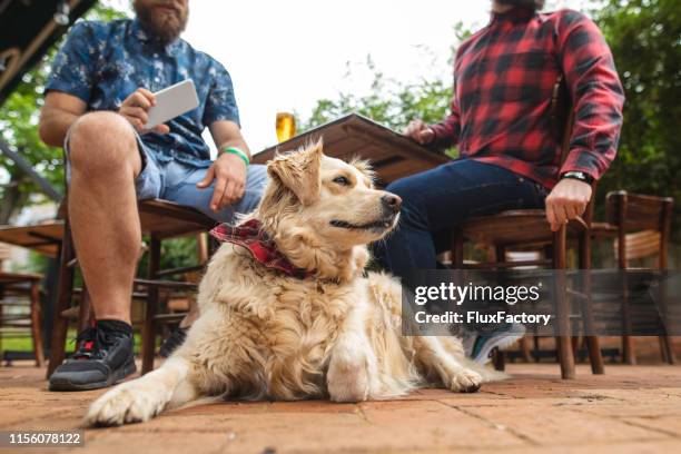 hond met rode bandana wachten op zijn eigenaar in café - friends in restaurant bar stockfoto's en -beelden