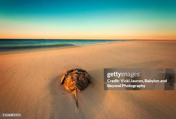 horseshoe crab making his way in the sand in wide angle at jones beach, long island - granchio reale foto e immagini stock