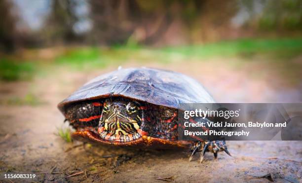 close up and face to face with a painted turtle crawling in a forest scene in pennsylvania - painted turtle stock pictures, royalty-free photos & images
