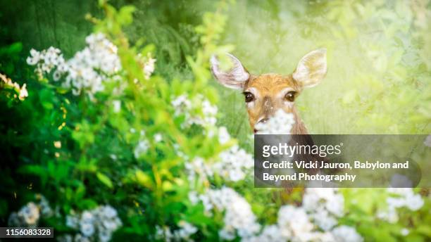 beautiful springtime flowers and pretty doe looking at camera - chester see stock pictures, royalty-free photos & images
