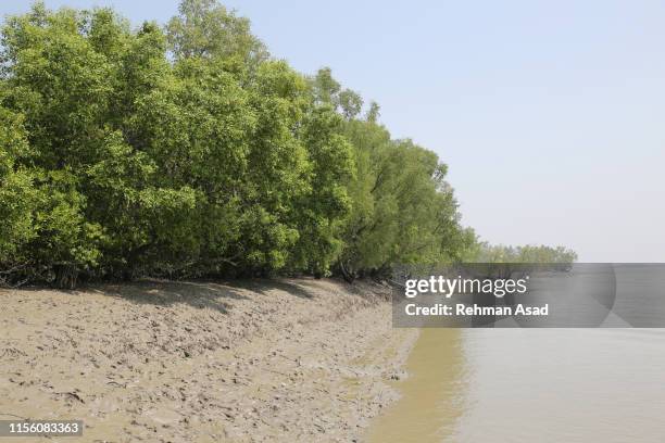 sundarbans in bangladesh - mangrove forest stock pictures, royalty-free photos & images